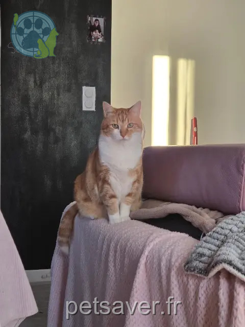 chat reunited 35500 Vitré Tigrou
