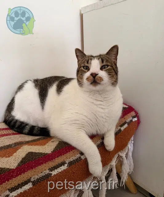 chat reunited   35290 Saint-Méen-le-Grand Timo