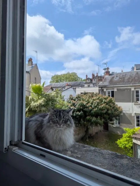 chatte reunited    Tours Lili