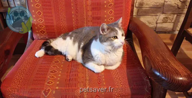 chatte reunited 38150 Ville-sous-Anjou Asuna