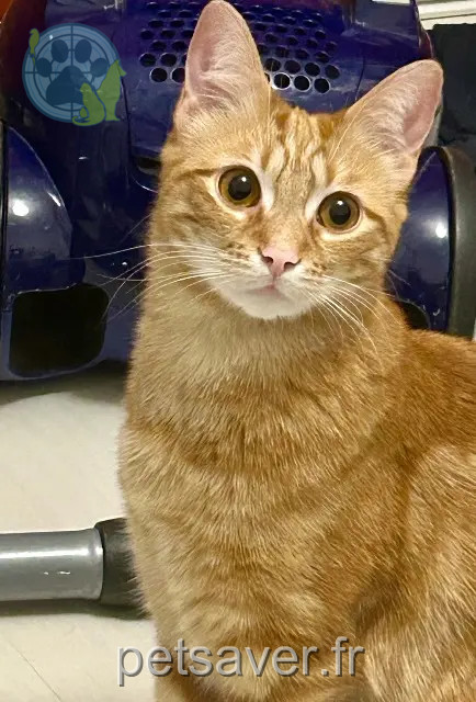 Kater reunited 38120 Saint-Égrève Miguel