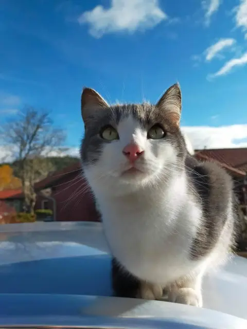 chat reunited   43290 Saint-Bonnet-le-Froid Croquette