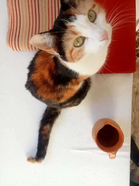 chatte reunited    Nantes Calico