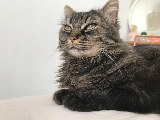 chatte reunited   44400 Rezé Tiki