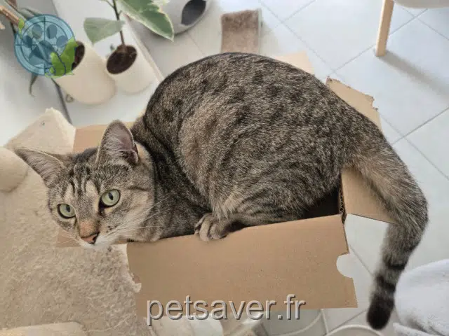 chatte reunited   44400 Rezé Yuzu