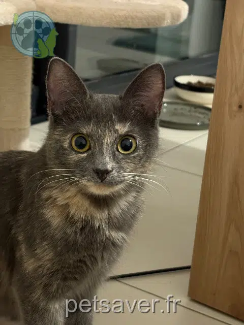 Katze reunited   45430 Chécy Nabi