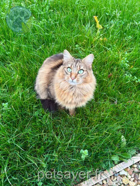chatte reunited   45130 Meung-sur-Loire Roméo