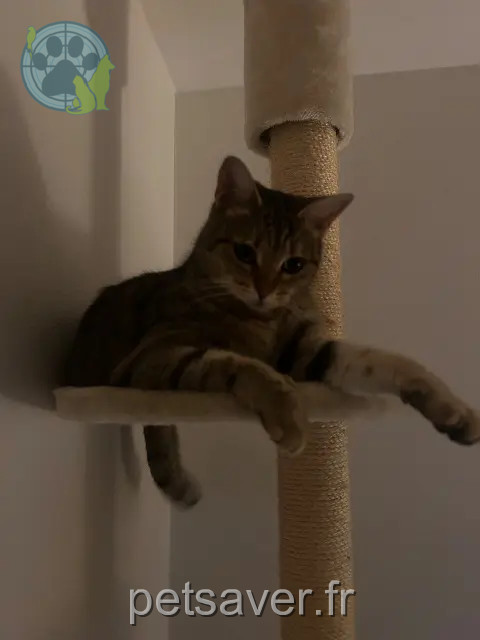 chatte reunited 54300 Lunéville Mina