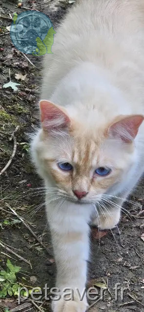 chat reunited   54130 Saint-Max Tigros