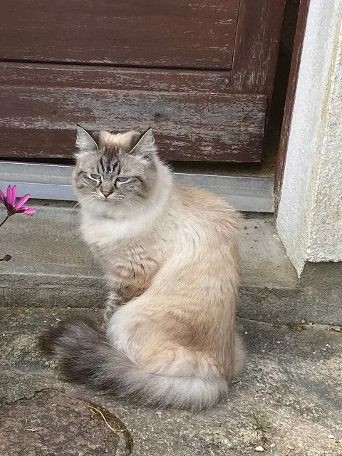 chatte reunited   56170 Quiberon Lyra