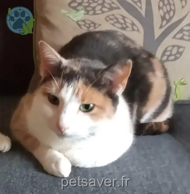 gatta reunited   56350 Saint-Vincent-sur-Oust Mini Me