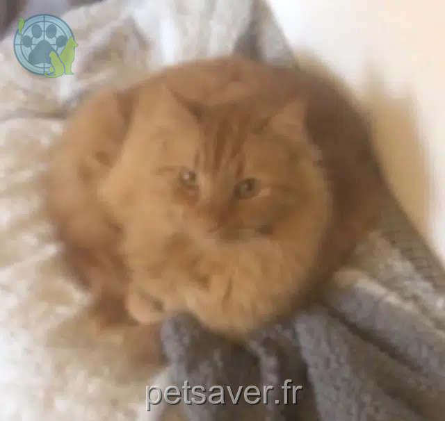 chat reunited 56300 Pontivy Seth