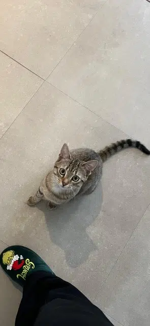 chatte reunited   59200 Tourcoing Globule