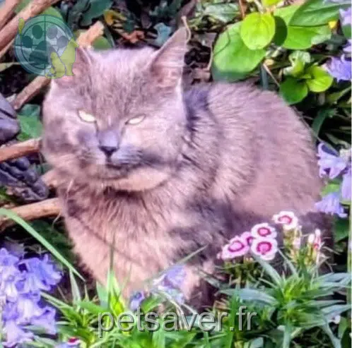chatte reunited    Lille Gribouille