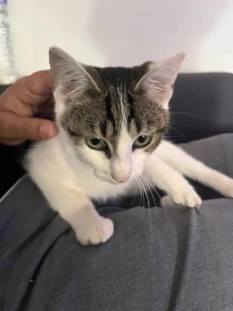 chat reunited    Lille Sèrge