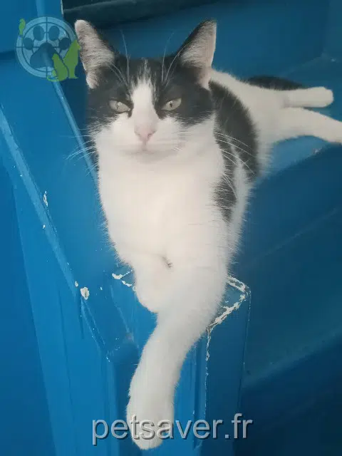 chatte reunited 59130 Lambersart Ollie