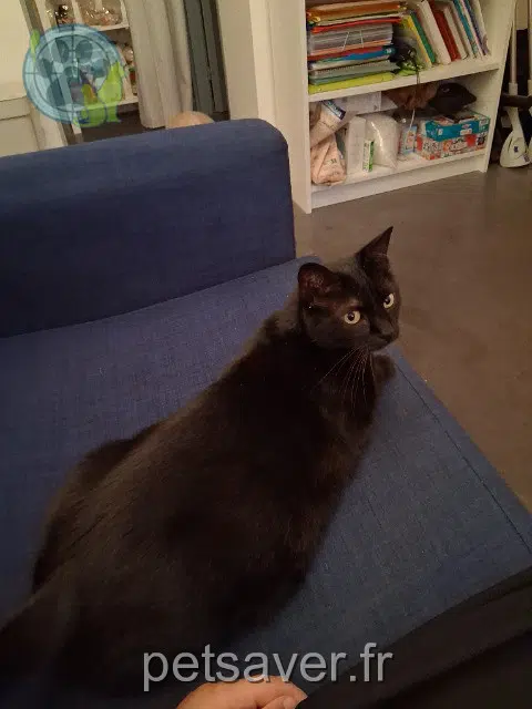 chatte reunited 59200 Tourcoing Paupiette