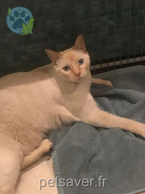 chat reunited   60410 Roberval Igloo