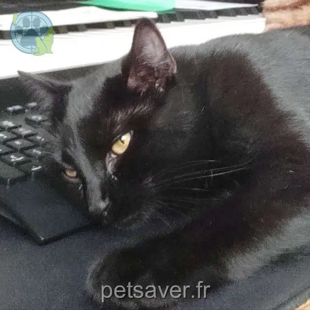 chat reunited   60610 Lacroix-Saint-Ouen Vanille