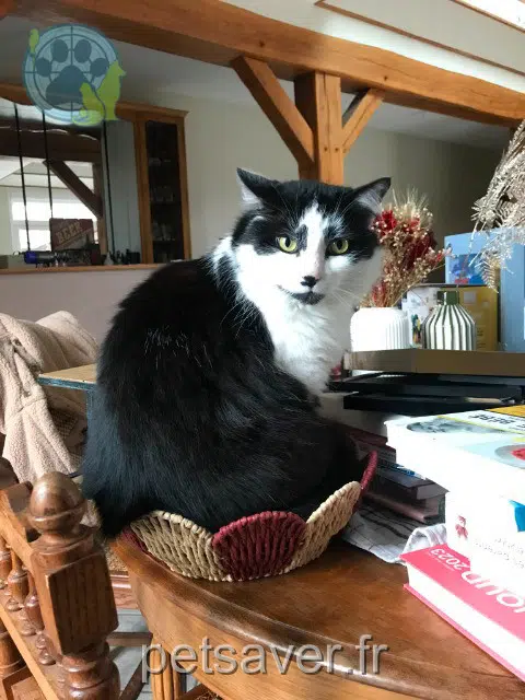 chat reunited   62182 Cagnicourt Nono