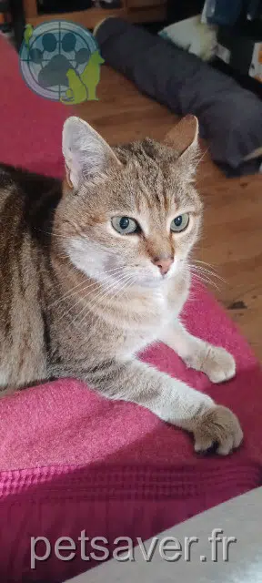 chatte reunited 63200 Riom Mimi