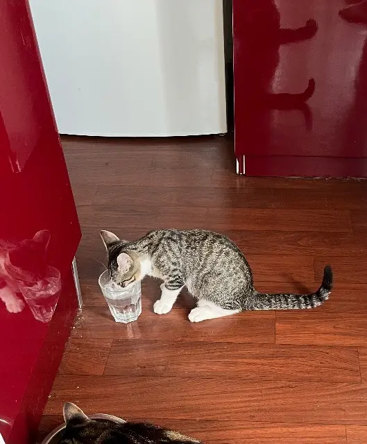 chat reunited   64800 Baudreix Citron