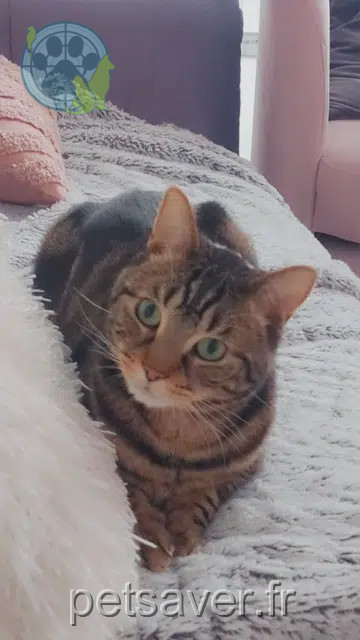 chat reunited   64150 Mourenx Kiyo