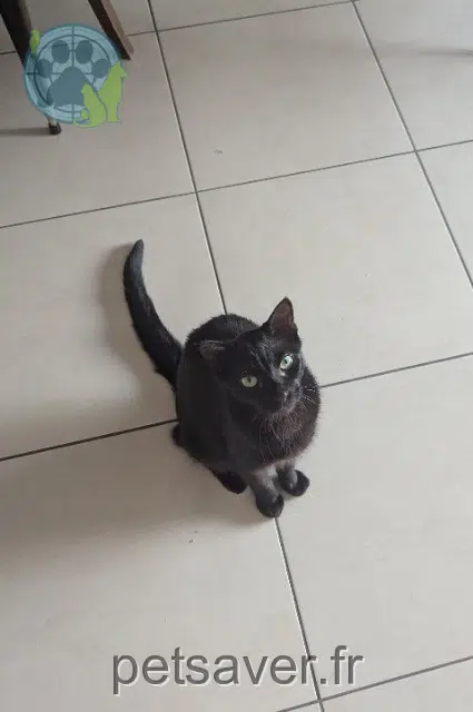 chat reunited 64480 Ustaritz Moka