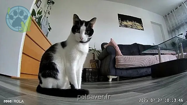 chatte reunited   64160 Serres-Morlaàs Noa