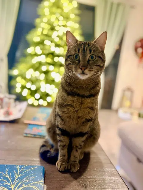 chat reunited   66330 Cabestany Archie