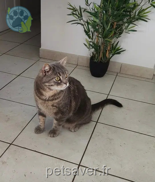 chat reunited   66440 Torreilles Kiki