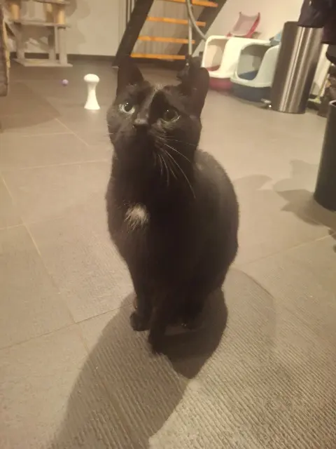 chat reunited   67300 Schiltigheim Simba