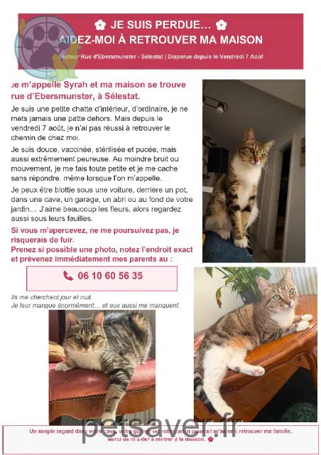 chatte reunited 67600 Sélestat Syrah
