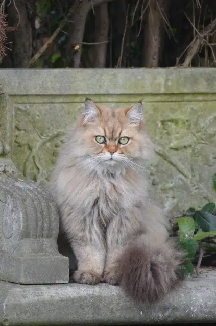 chat reunited    Страсбург Thomas
