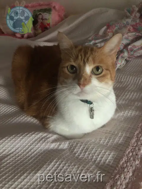 chatte reunited 68400 Riedisheim Kuzu