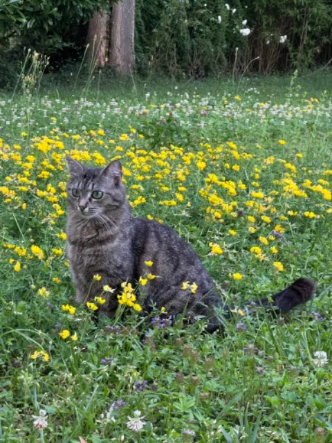 chatte reunited    Mulhouse Minnie