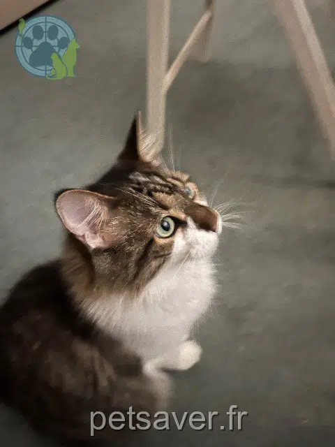 chatte reunited Lyon Picolé
