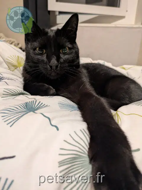 chat reunited   69190 Saint-Fons Pufi