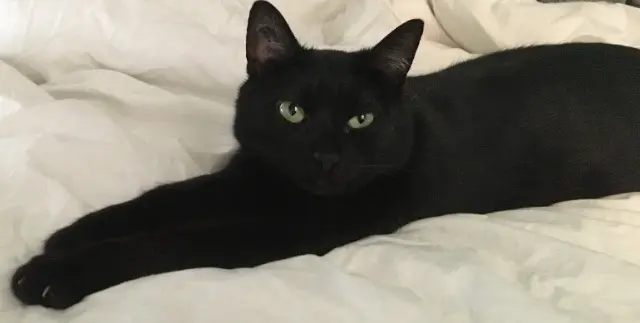 chat reunited   69290 Craponne YUNO