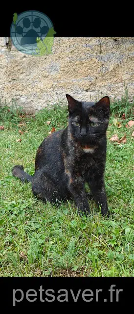 chat reunited   70230 Cenans Nicole