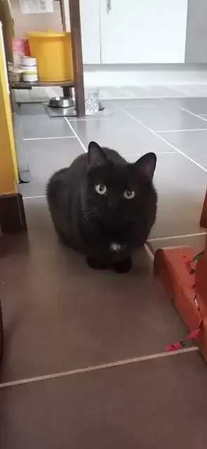 chatte reunited   73310 Chindrieux Luna