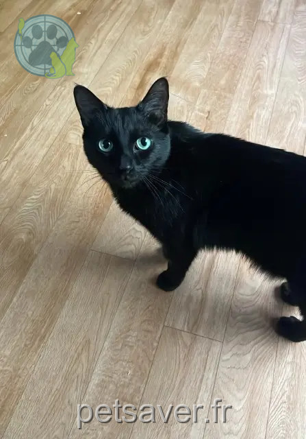 chat reunited    Annecy Cachou