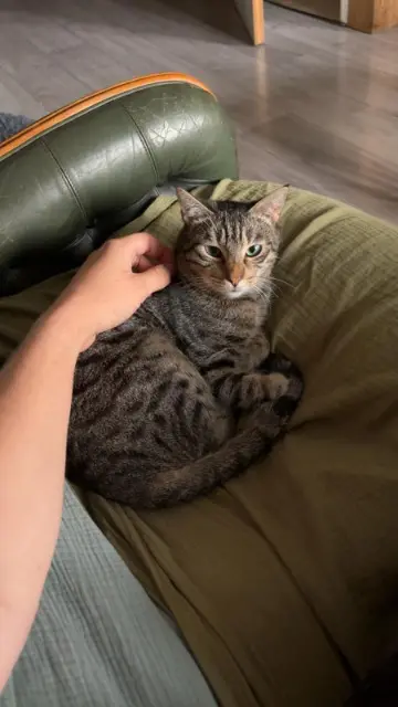 chat reunited   74210 Faverges-Seythenex Colleen