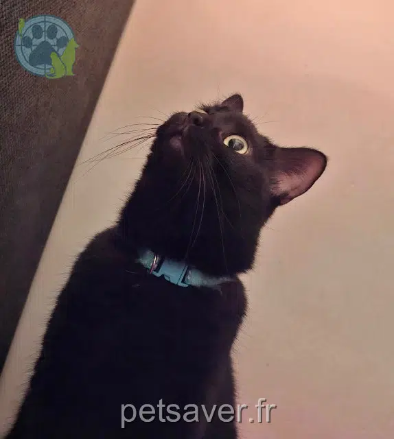 chatte reunited Paris Atchoum
