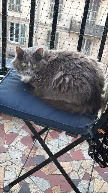 chatte reunited    Paris Blue