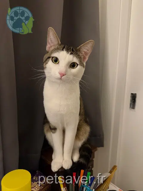 chat reunited    Paris Irumi