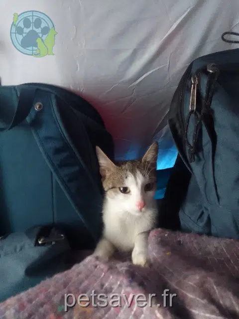 chatte reunited Paris Lilou