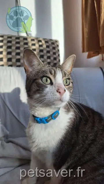 gatto reunited    Paris Maui