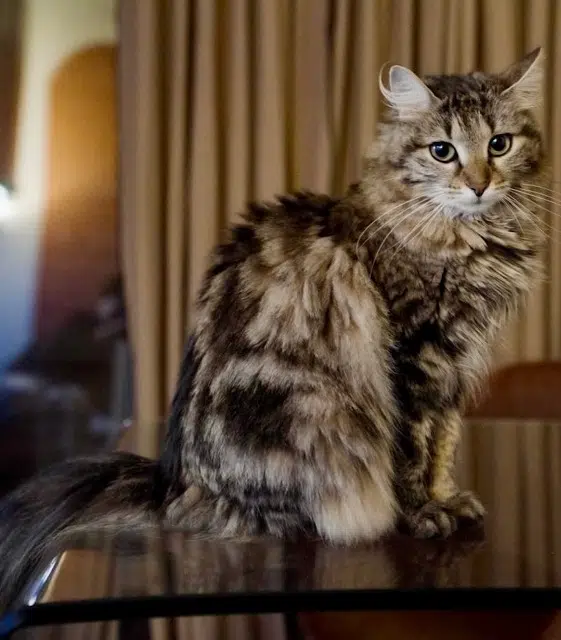 chatte reunited    Paris Miumiu