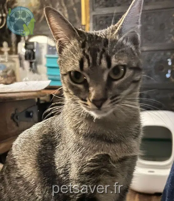 chatte reunited    Paris Palma